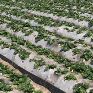 Meet your Posher, Jack